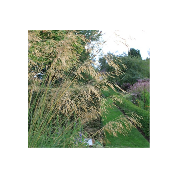 Stipa gigantea
