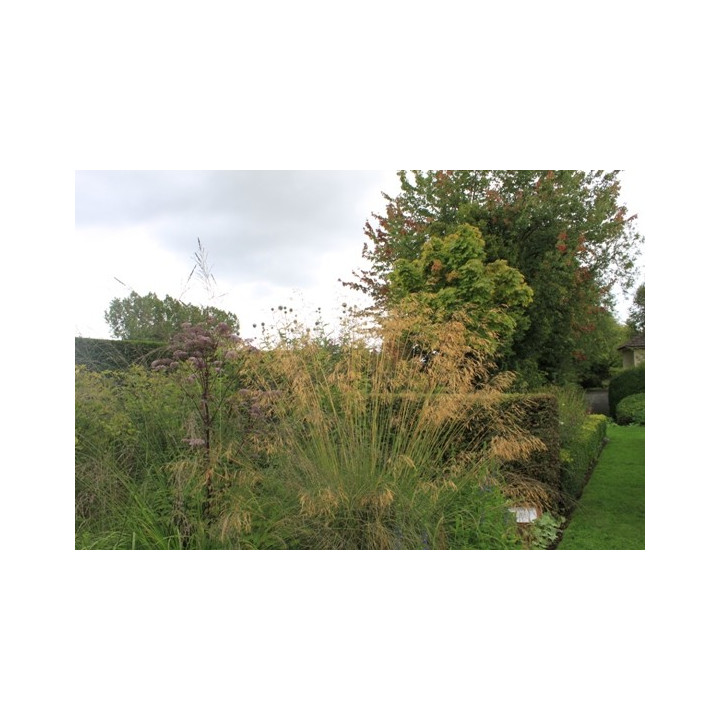 Stipa gigantea