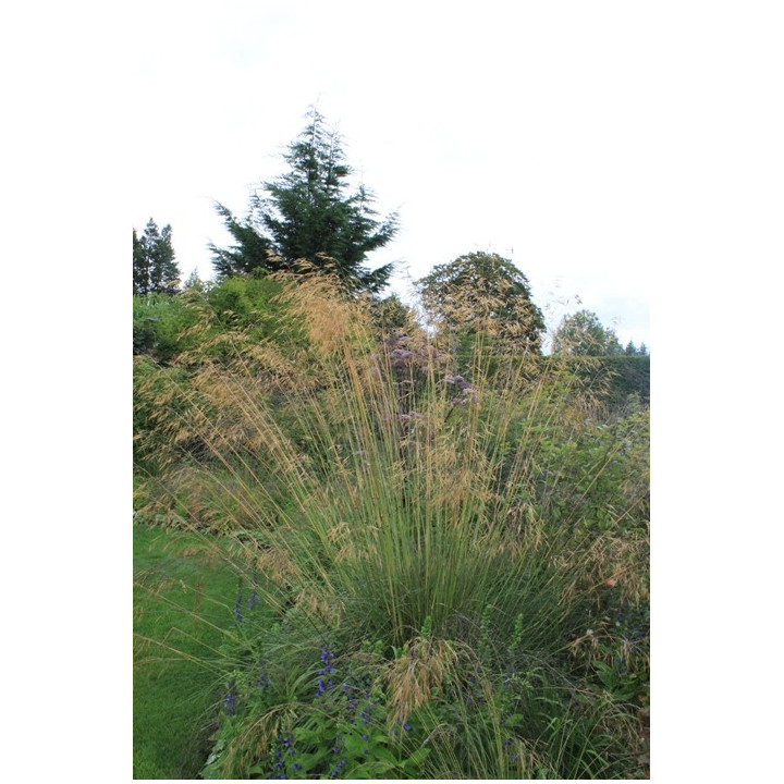 Stipa gigantea