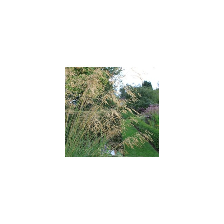 Stipa gigantea
