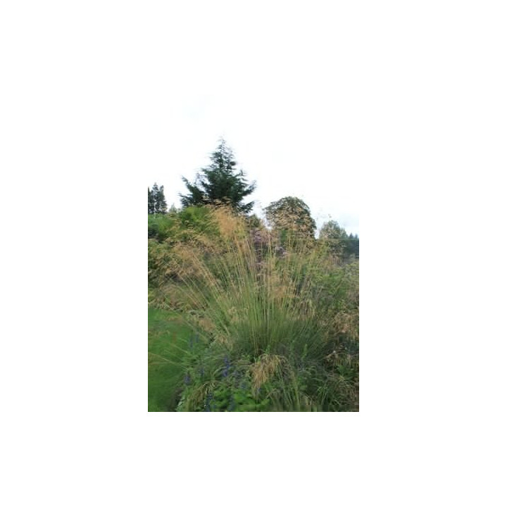 Stipa gigantea
