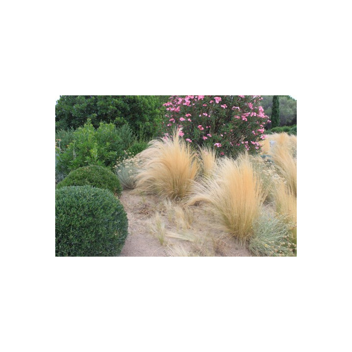 Stipa tenuifolia