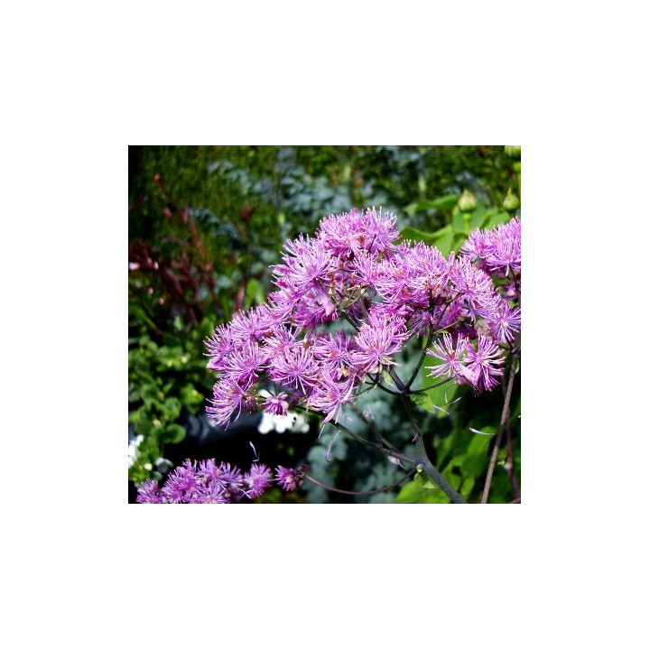 Thalictrum Black stockings