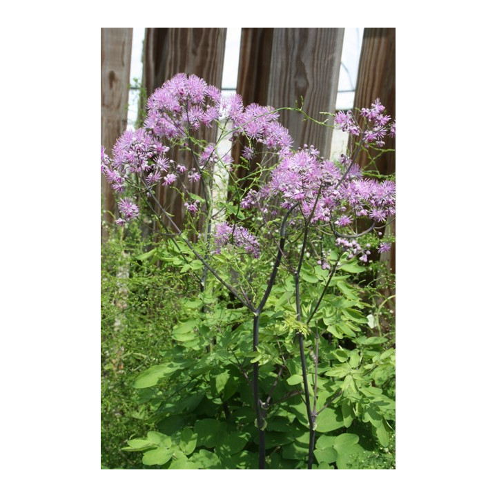 Thalictrum Black stockings