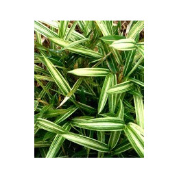 Bambou - Arundinaria argenteostriata cv. Tsuboï
