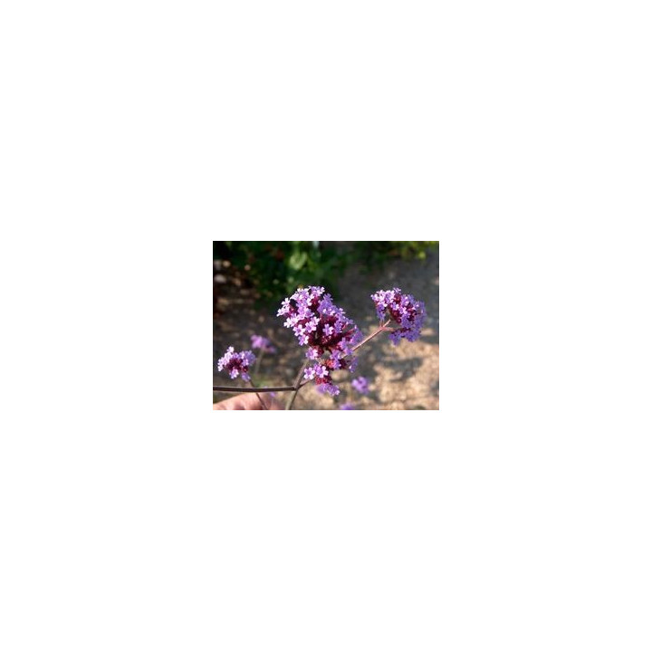 Verbena bonariensis