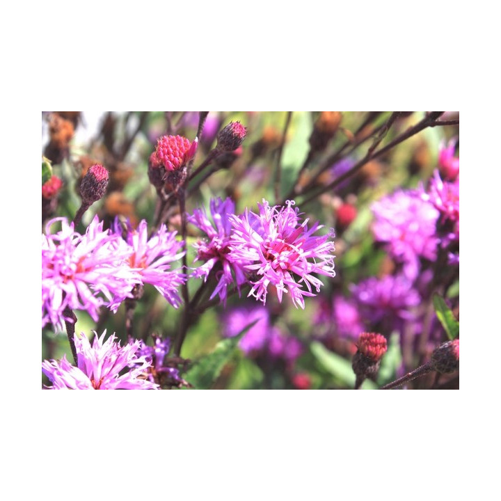 Vernonia crinita Mammuth