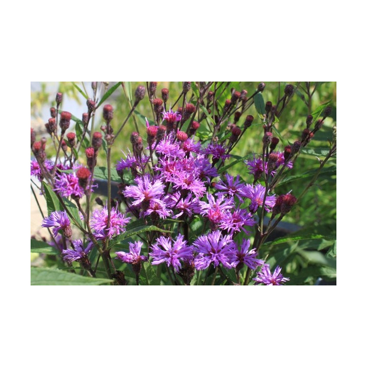 Vernonia crinita Mammuth