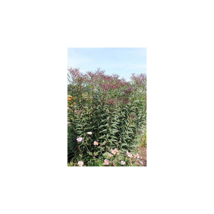 Vernonia crinita Mammuth