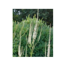 Veronicastrum virginicum Diane