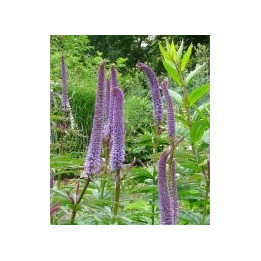 Veronicastrum sibiricum Red Arrows