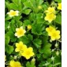 Waldsteinia ternata