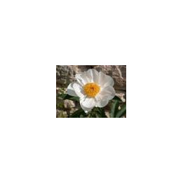 Paeonia « White Wings »