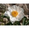 Paeonia « White Wings »