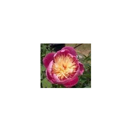 Paeonia « Wladyslava »