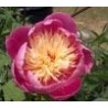 Paeonia « Wladyslava »