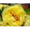 Paeonia « Yellow crown »