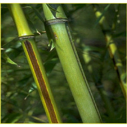 Bambou - phyllostachys nigra Megurochiku