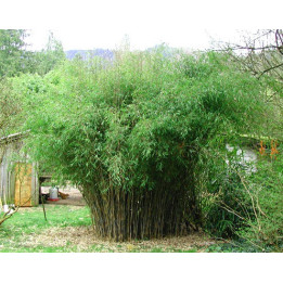 Bambou Fargesia nitida Great Wall