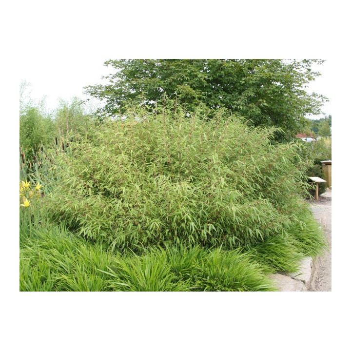Bambou Fargesia rufa