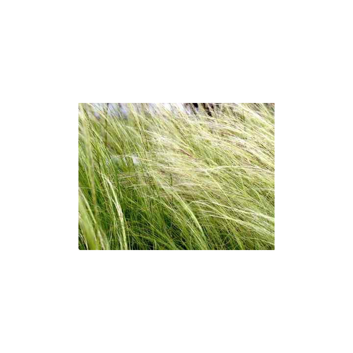 Stipa tenuifolia