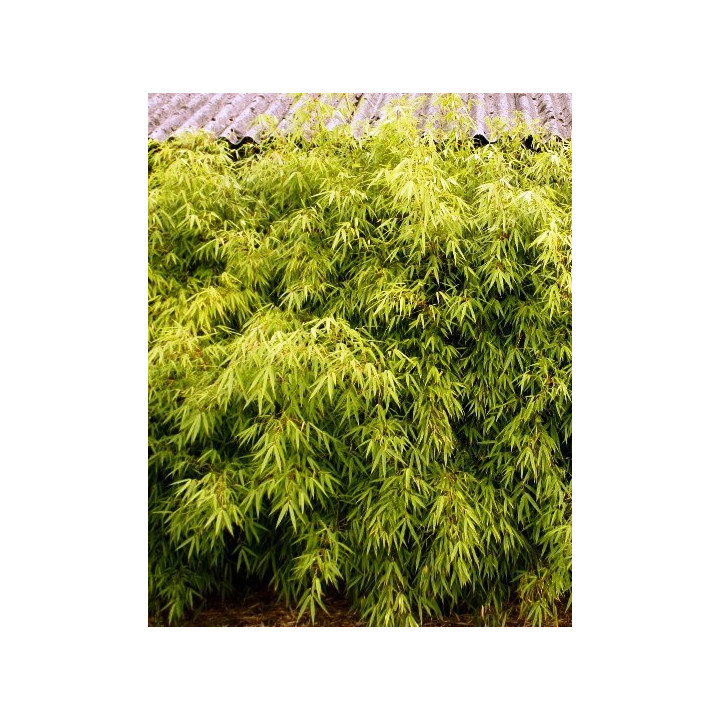 Bambou Fargesia rufa