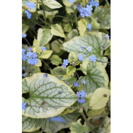 Brunnera macrophylla Kings Ransom