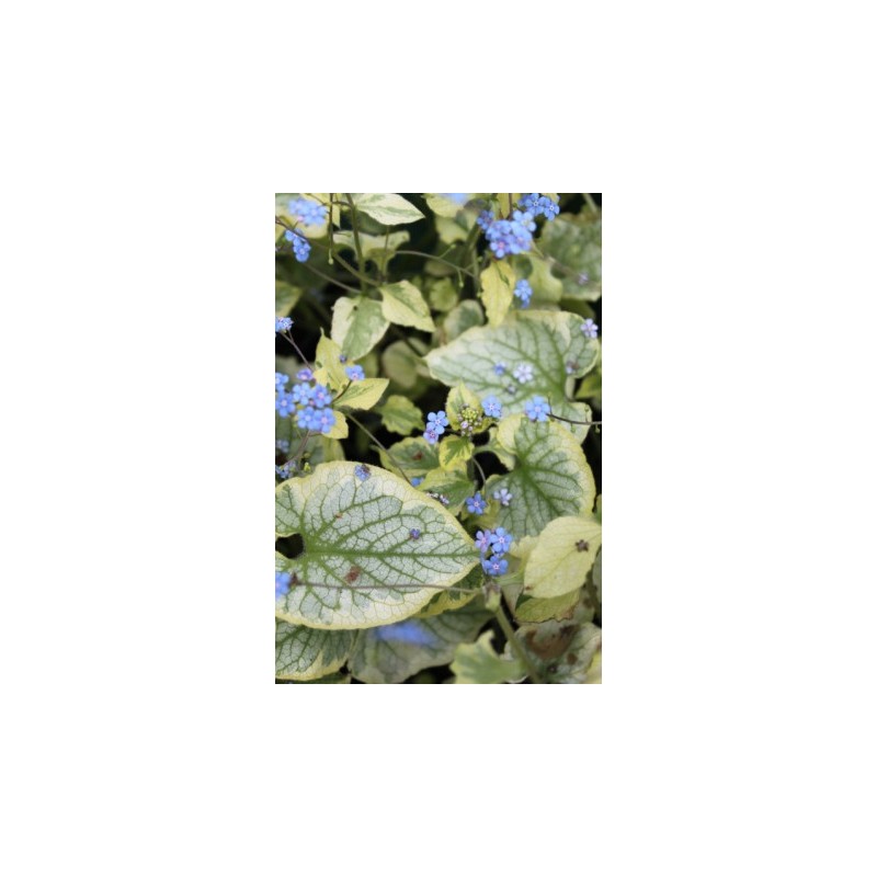Brunnera macrophylla Kings Ransom Brunnera macrophylla Kings Ransom