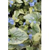 Brunnera macrophylla King's Ransom