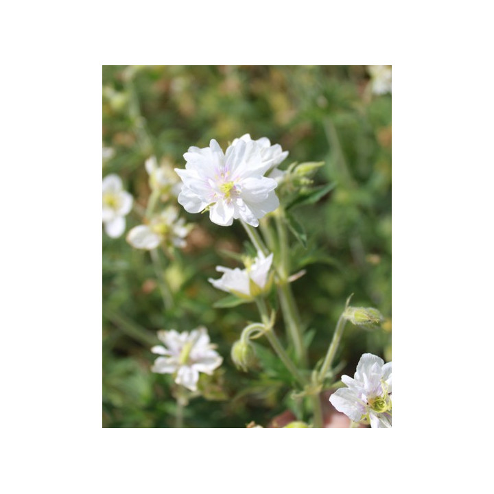 Geranium pratense Plenum Album