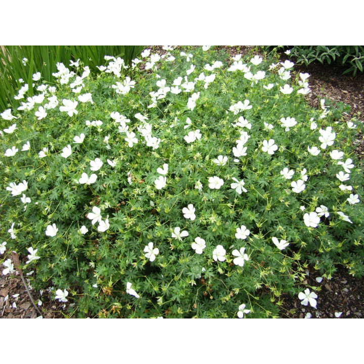 Geranium sanguineum Album en pleine floraison
