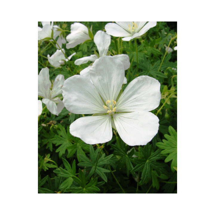 Fleurs du Geranium sanguineum Album