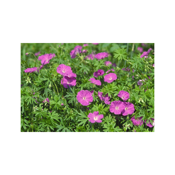 Geranium sanguineum Elsbeth