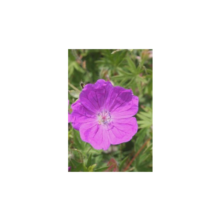 Geranium sanguineum Elsbeth