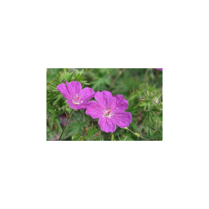Geranium sanguineum Elsbeth