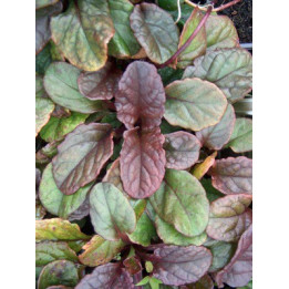 Ajuga reptans Catlin’s Giant