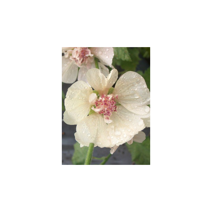 Alcea Parkallee