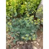 Alchemilla erythropoda