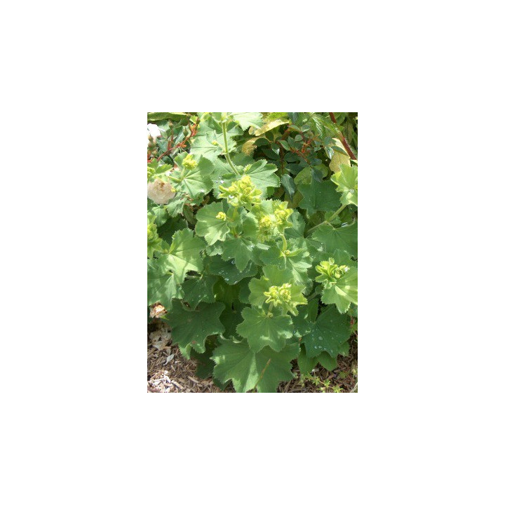 Alchemilla mollis