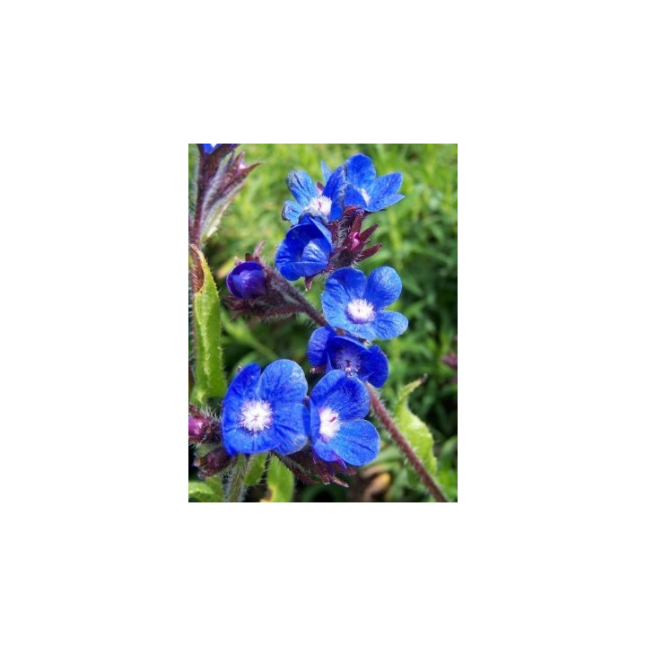 Anchusa azurea Loddon Royalist