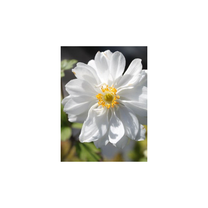 Gros plan de la fleur d'Anemone x hybrida Whirlwind