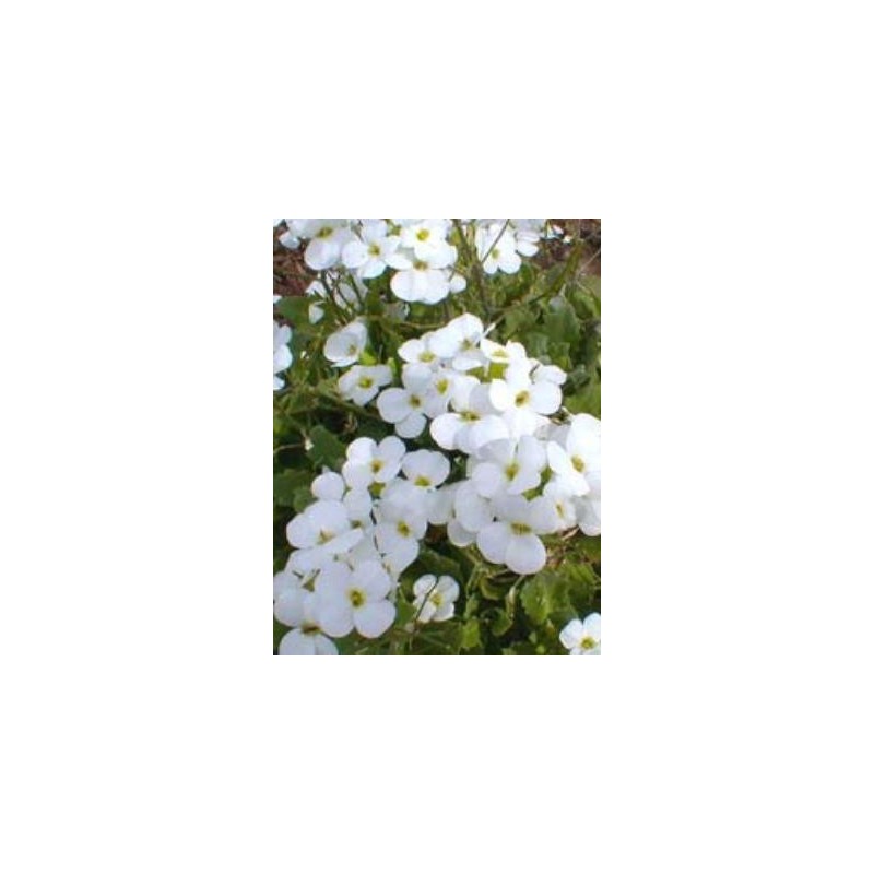 Arabis alpina caucasica