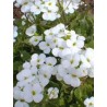 Arabis alpina caucasica