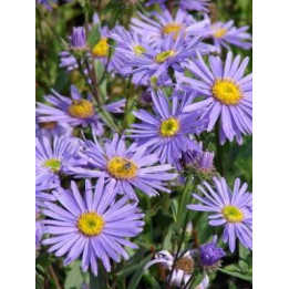 Aster amellus Dr Otto Petscheck