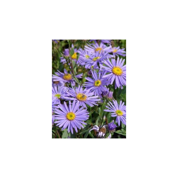 Aster amellus Dr Otto Petscheck