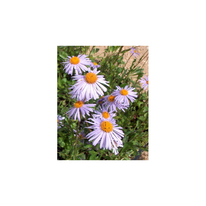Aster tongolensis Napsbury