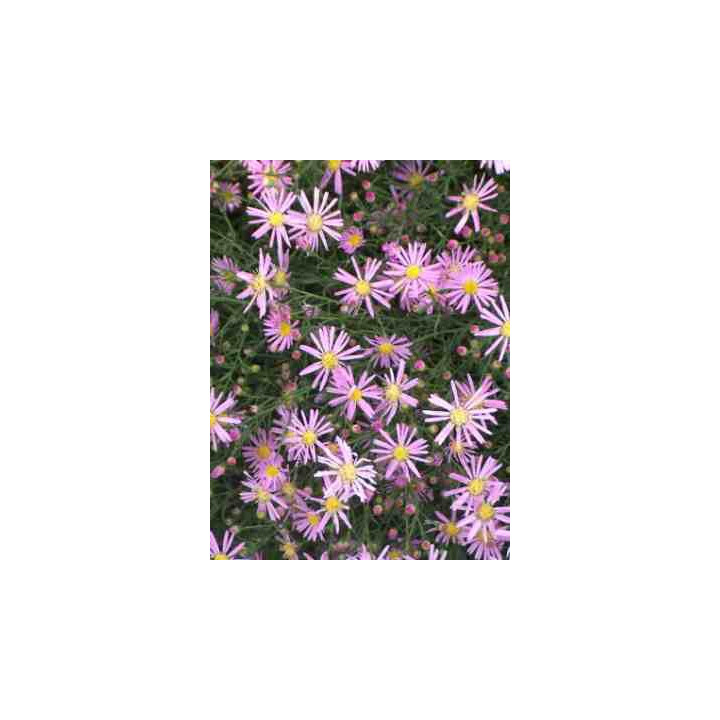 Aster x Pink star