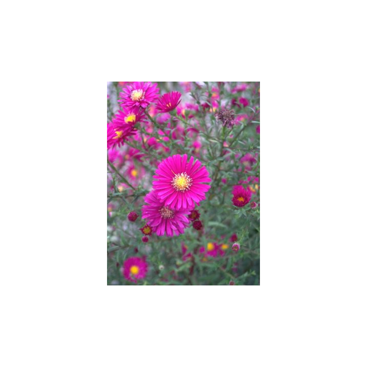 Aster novi-belgii Crimson brocade