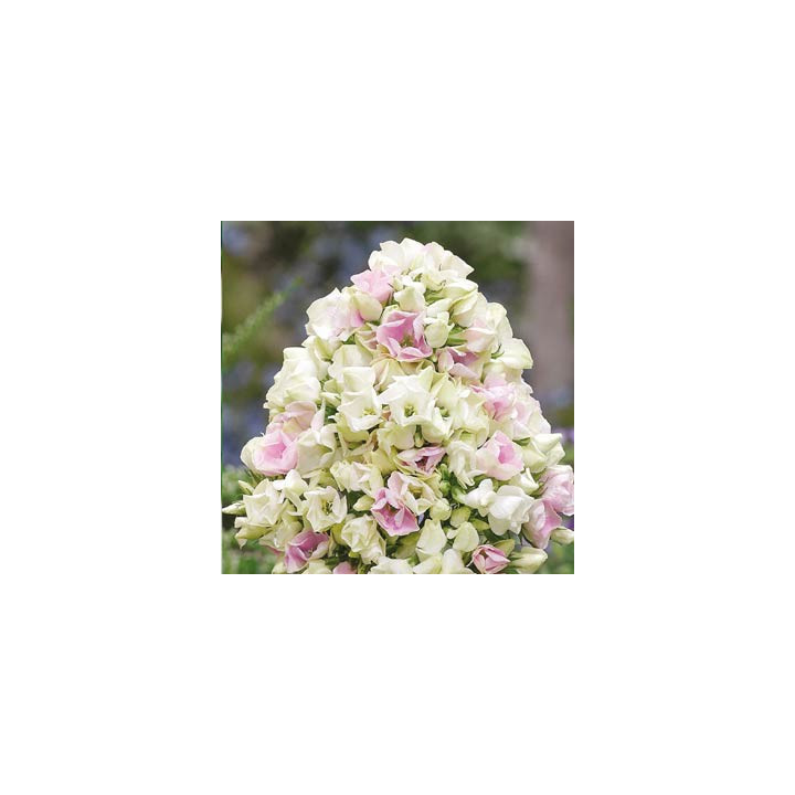 Phlox paniculata Crème de la Crème
