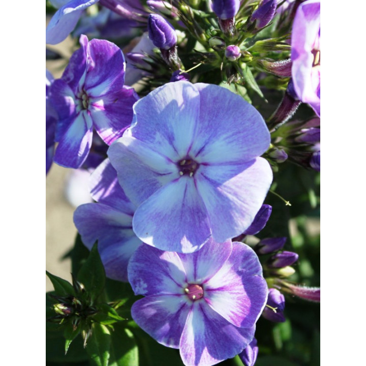 Phlox paniculata Younique Old Blue